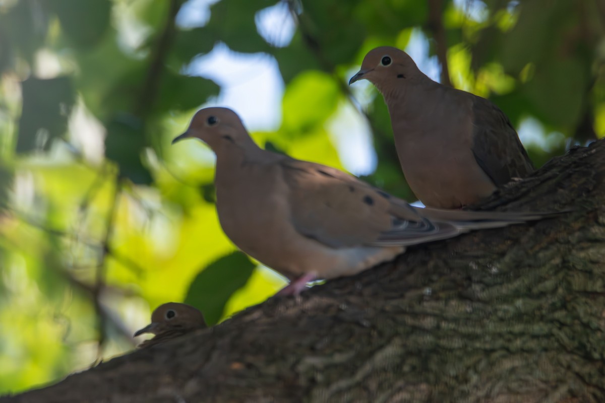 Mourning Dove - ML642134242