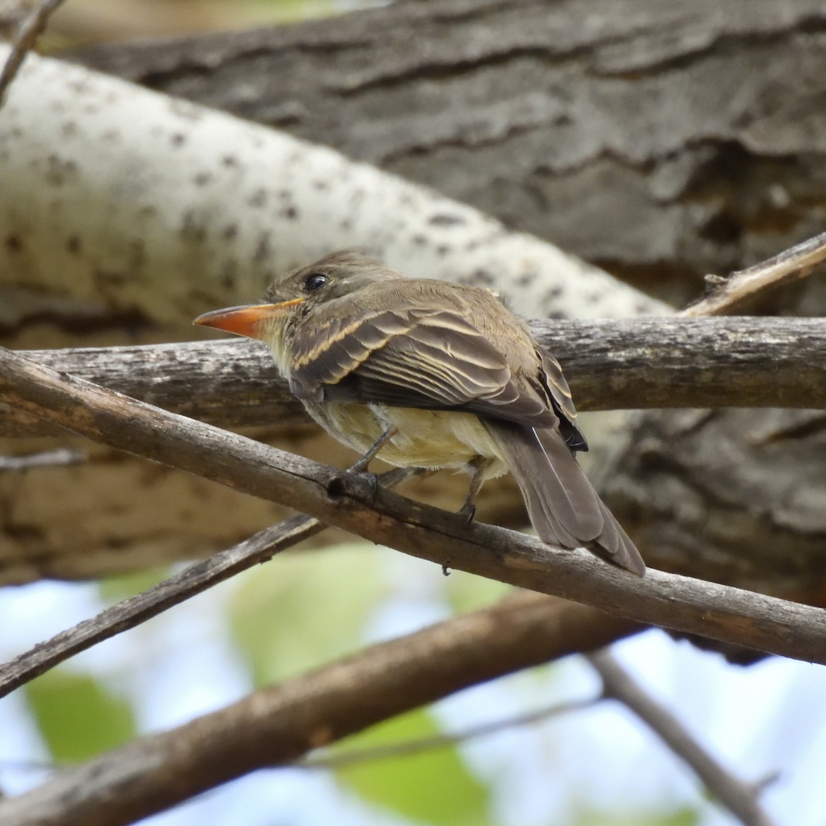 Greater Pewee - ML642134244