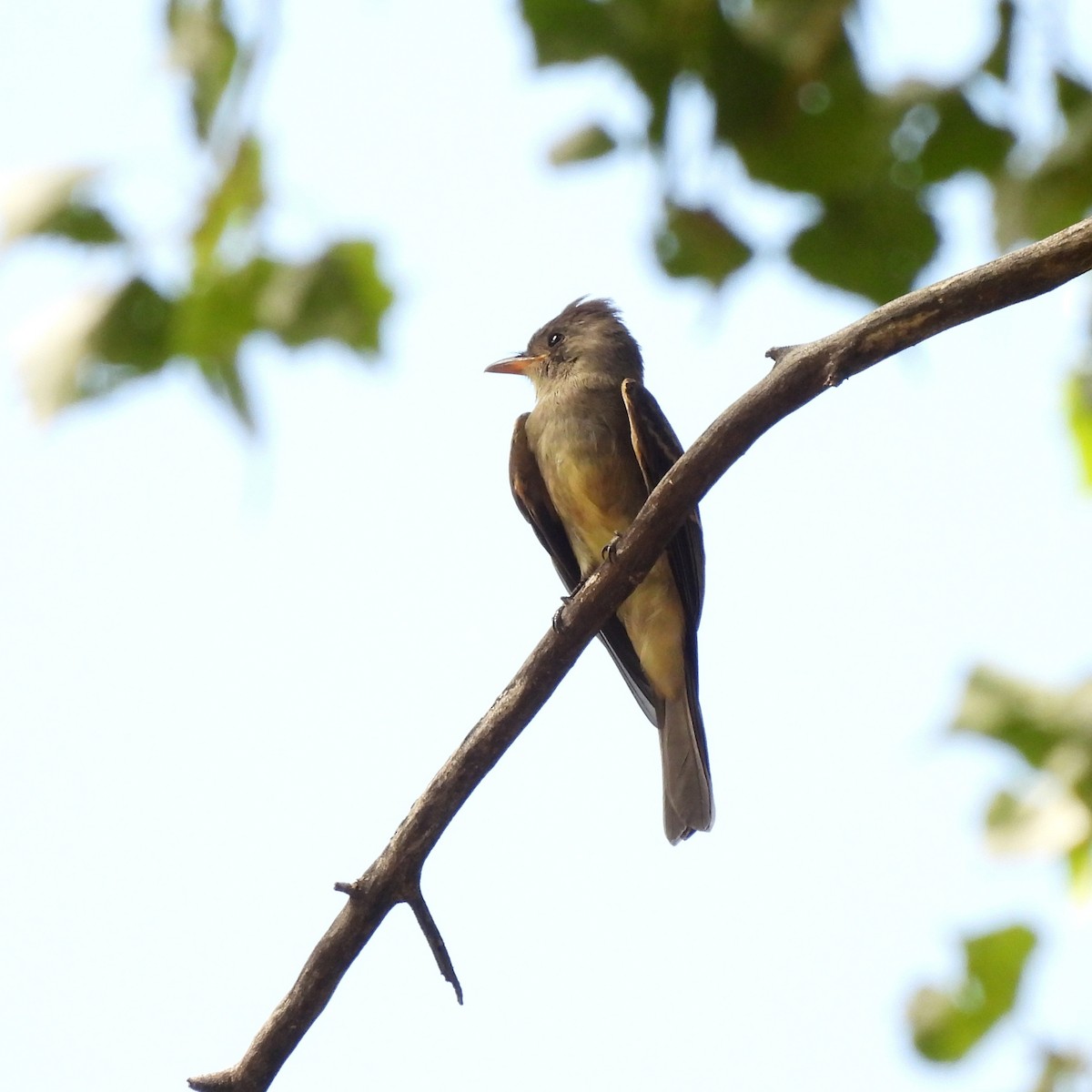 Greater Pewee - ML642134254
