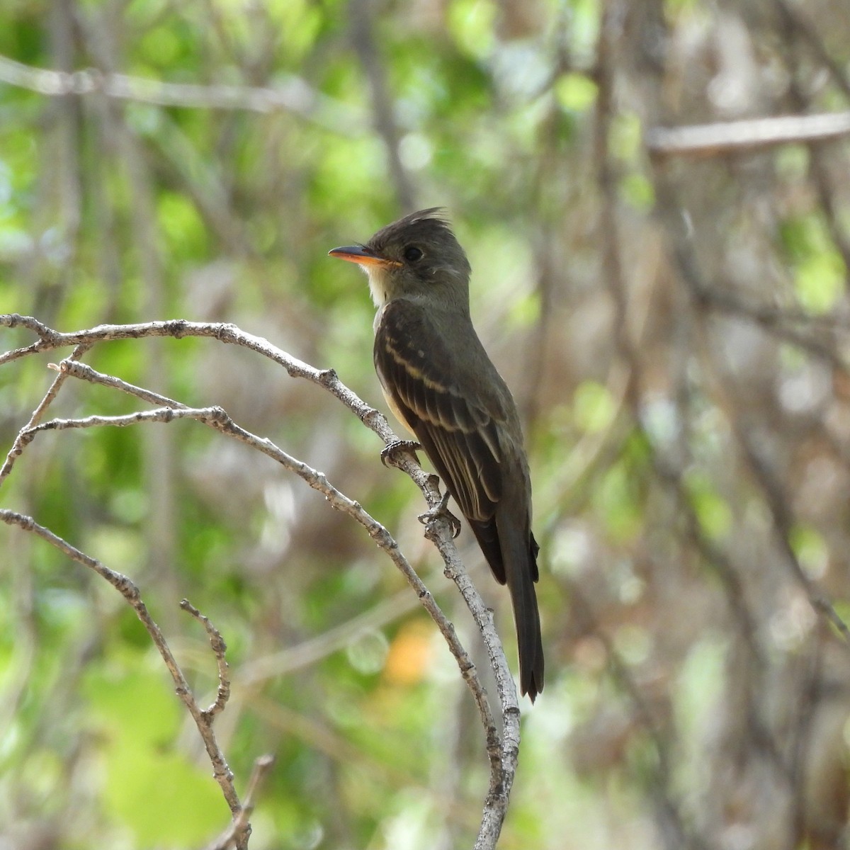 Greater Pewee - ML642134261