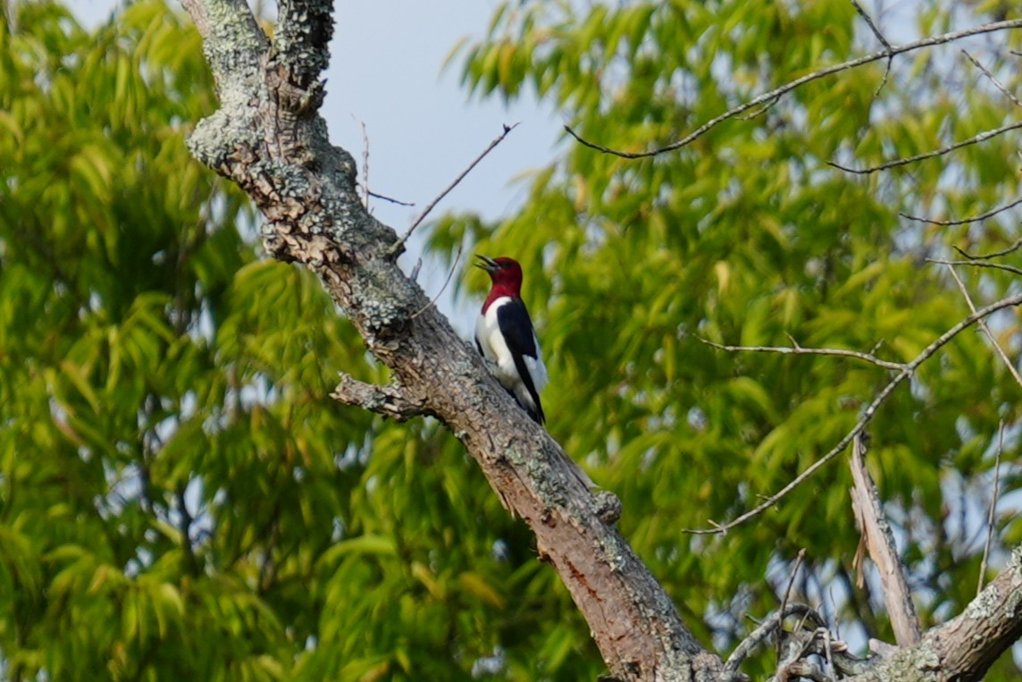Carpintero Cabecirrojo - ML642134262