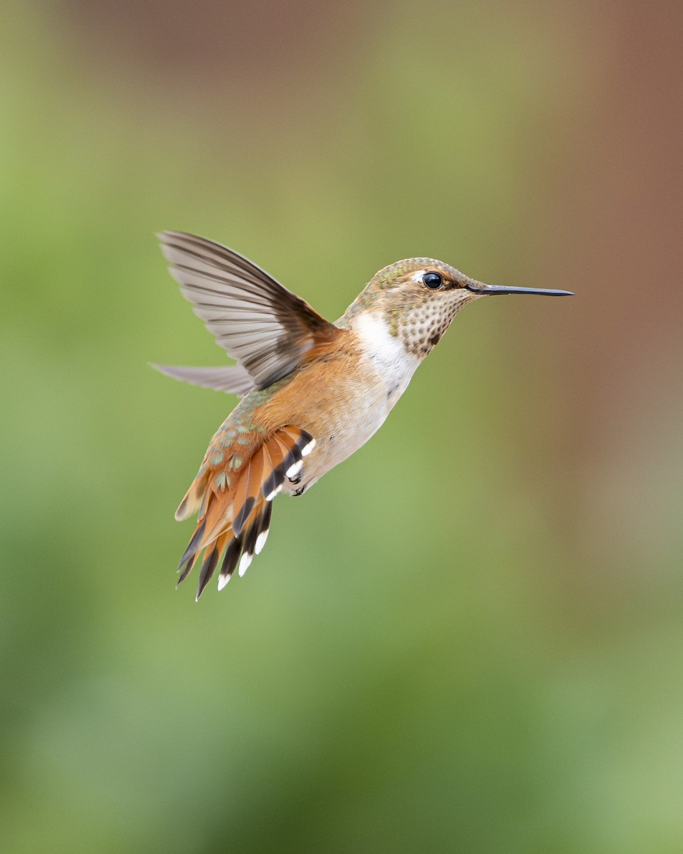 Colibrí Rufo - ML642134266