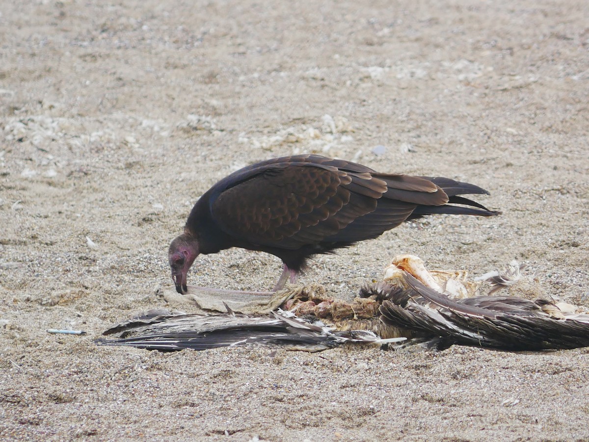 Aura Gallipavo - ML642134268