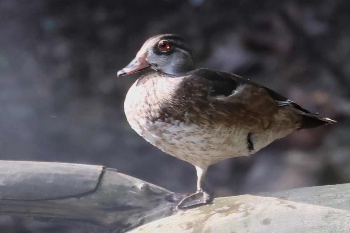Pato Joyuyo - ML642134277