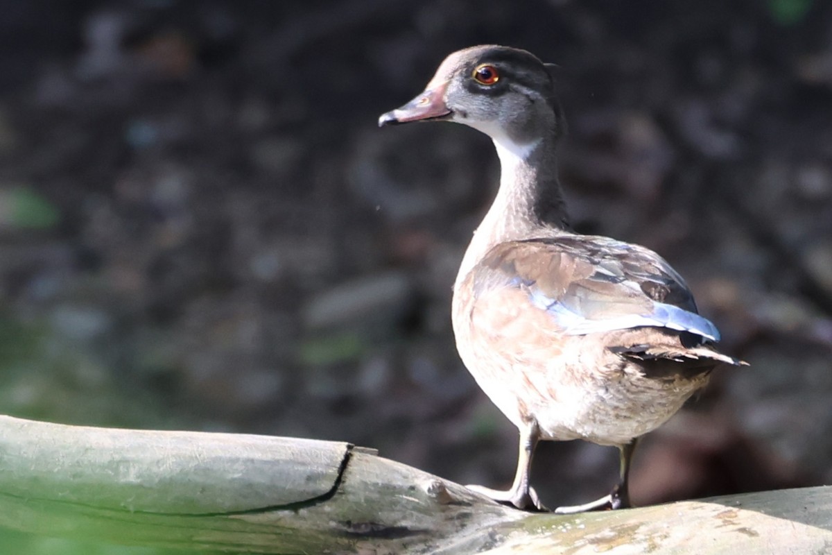Pato Joyuyo - ML642134278