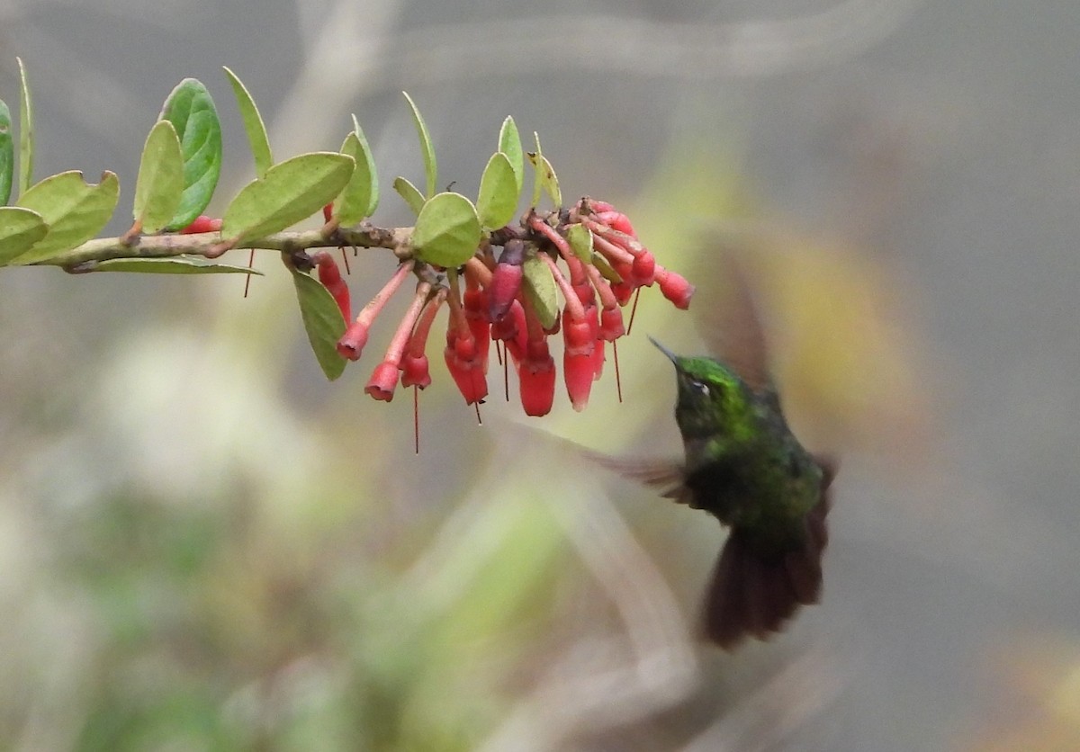 Tyrian Metaltail - ML642134280