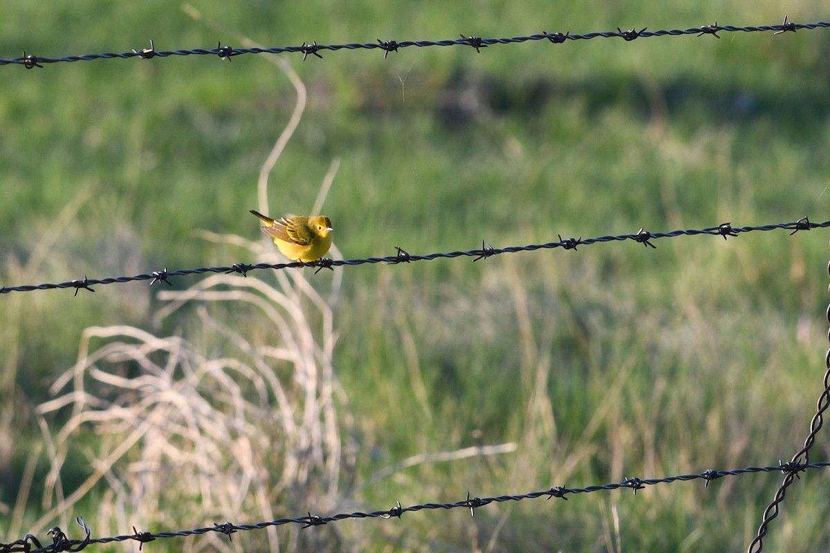 Yellow Warbler - ML642134285