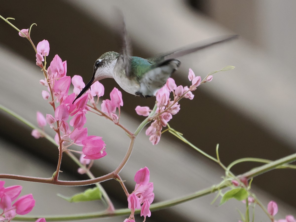 Colibrí Gorjirrubí - ML642134294