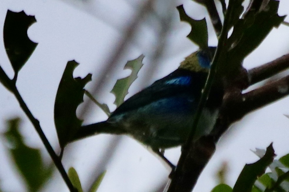 Golden-hooded Tanager - ML642134305