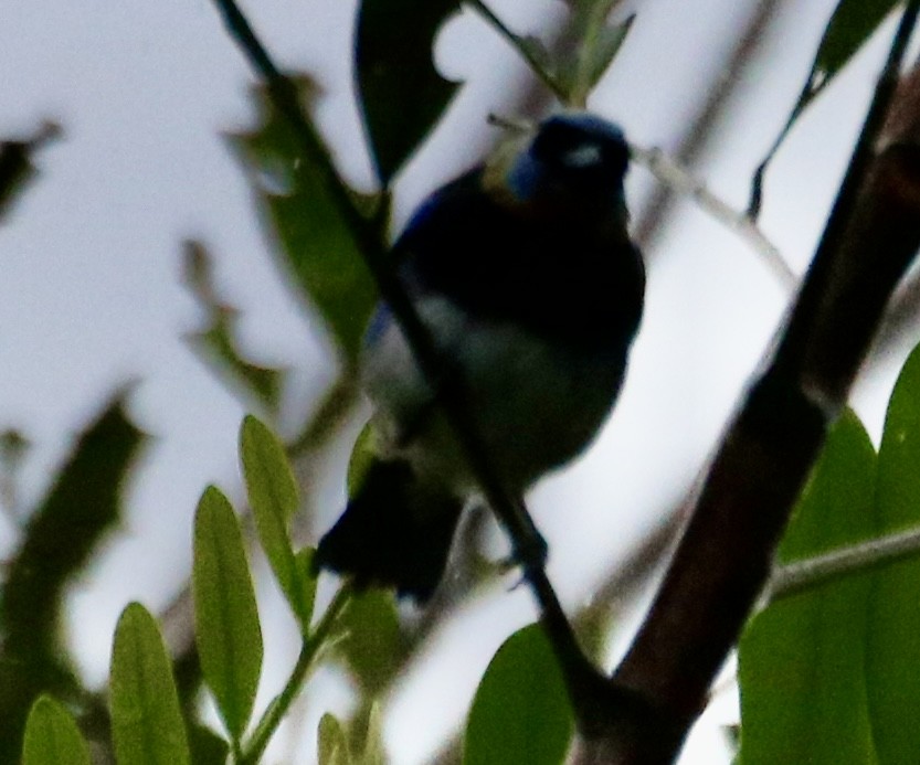 Golden-hooded Tanager - ML642134306
