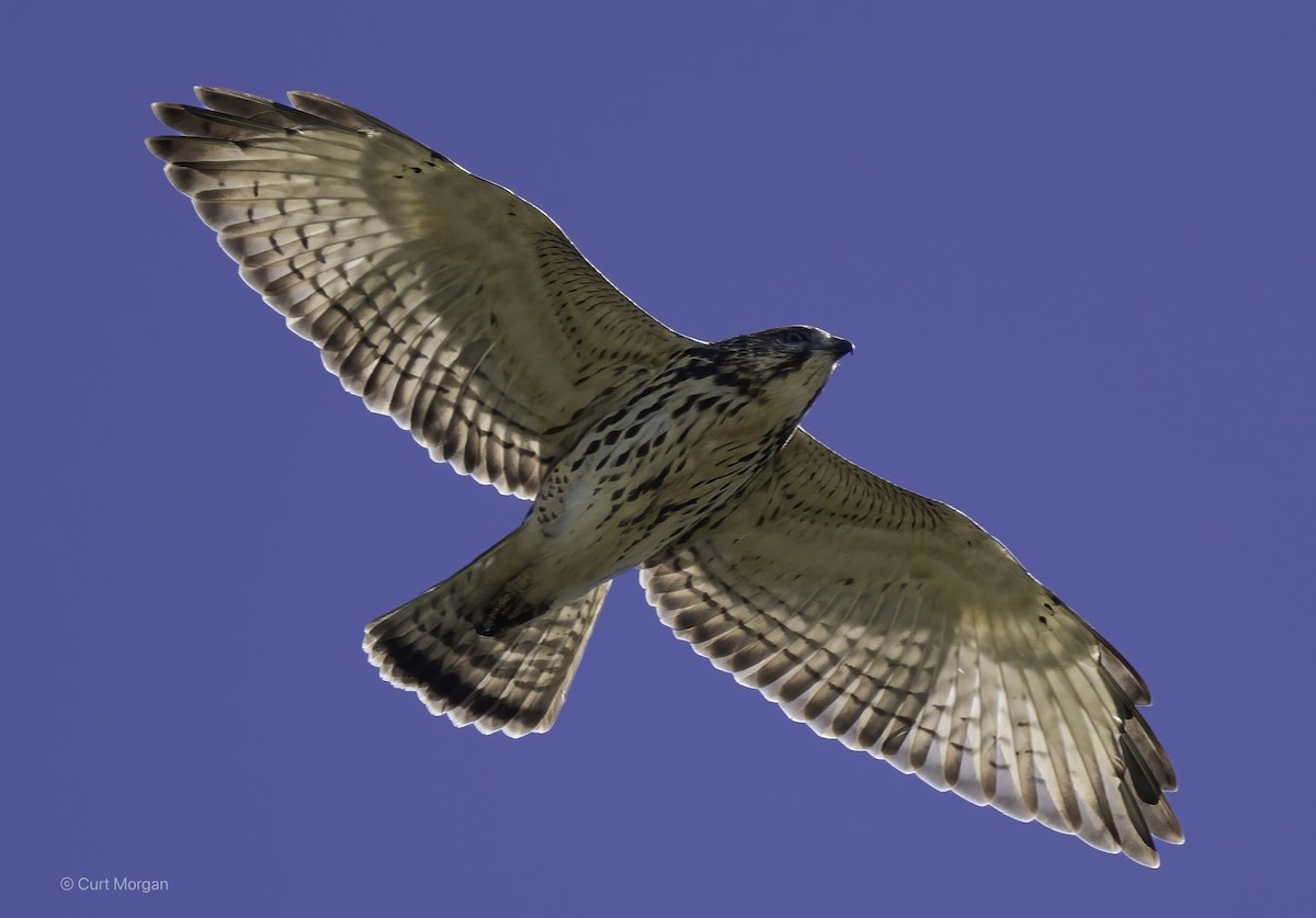 Broad-winged Hawk - ML642134307