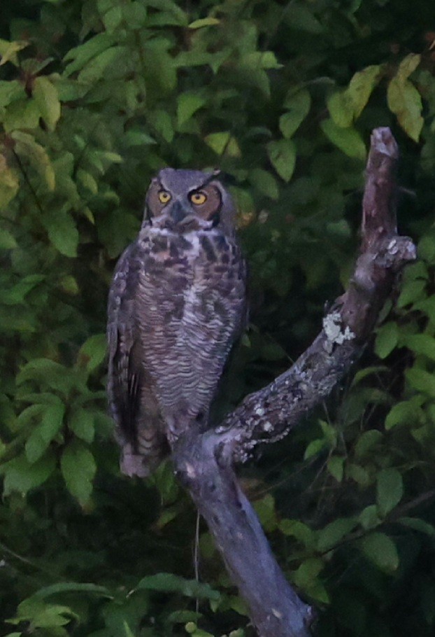 Great Horned Owl - ML642134313