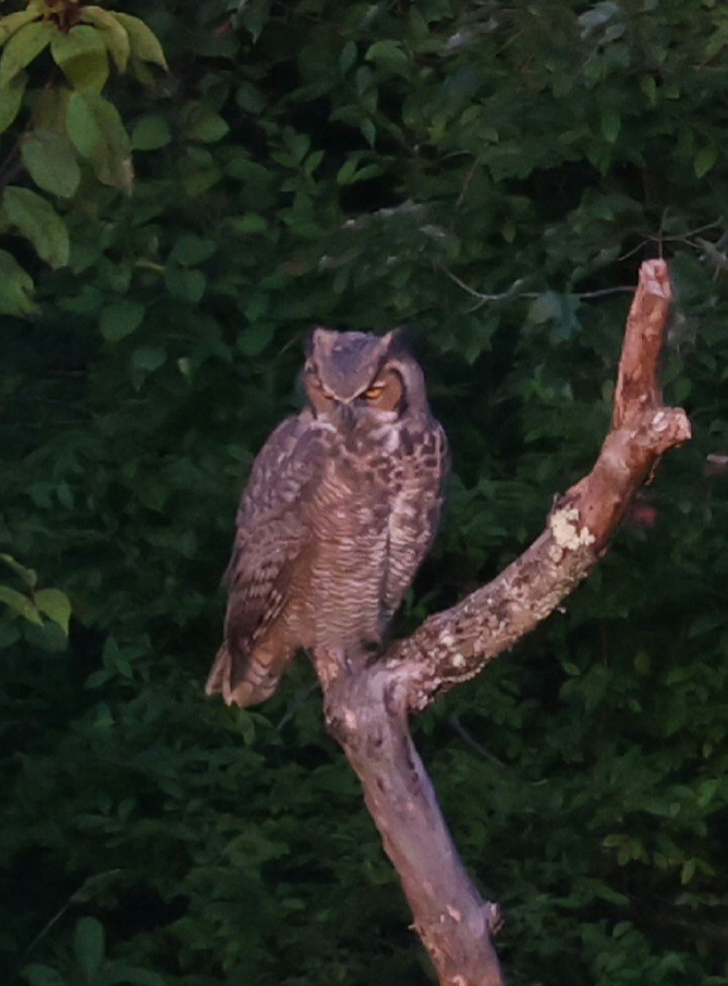 Great Horned Owl - ML642134314