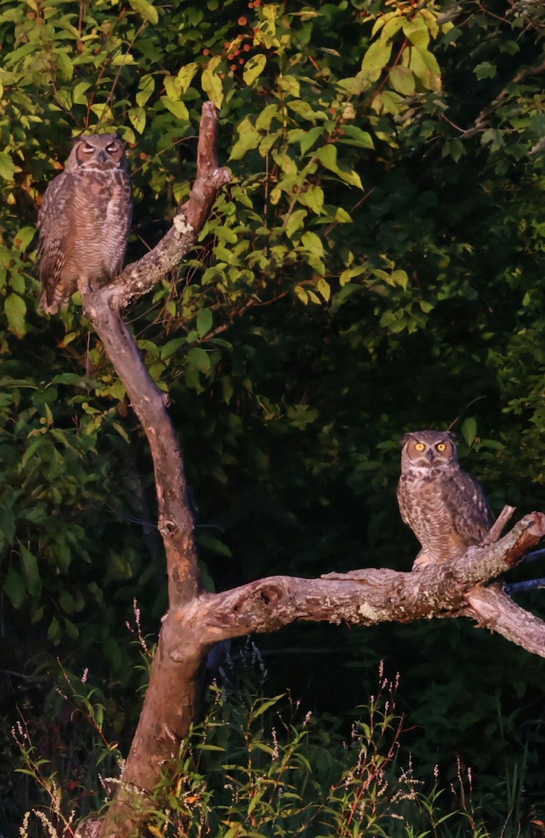 Great Horned Owl - ML642134315
