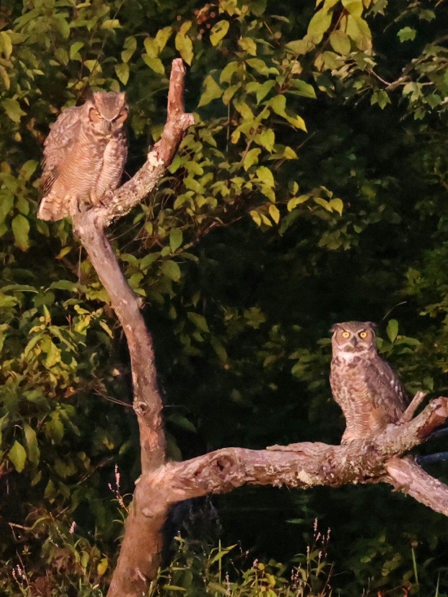 Great Horned Owl - ML642134316