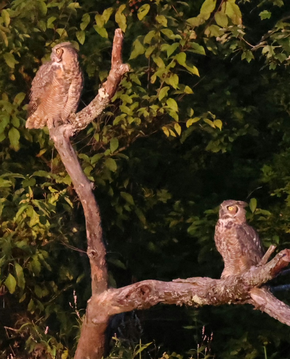 Great Horned Owl - ML642134317