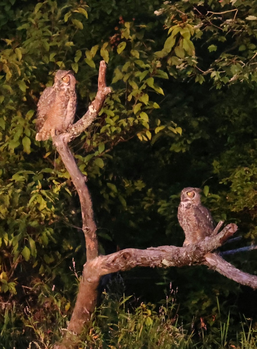 Great Horned Owl - ML642134319