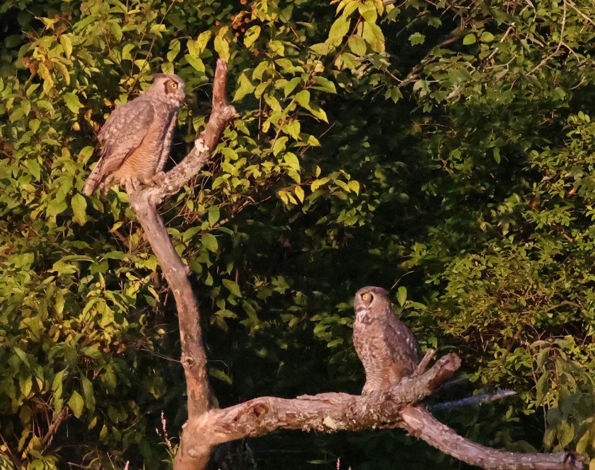 Great Horned Owl - ML642134320