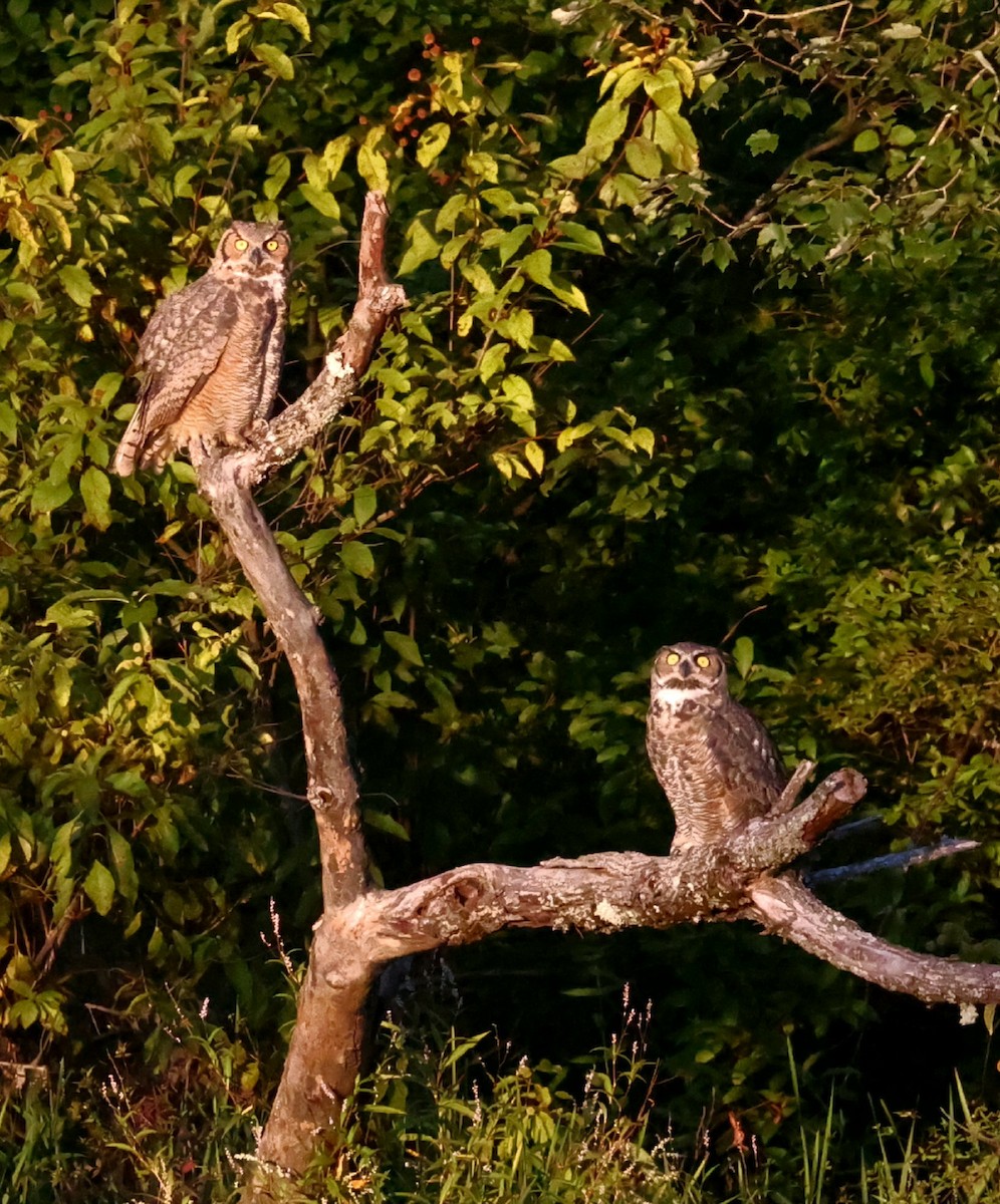 Great Horned Owl - ML642134321