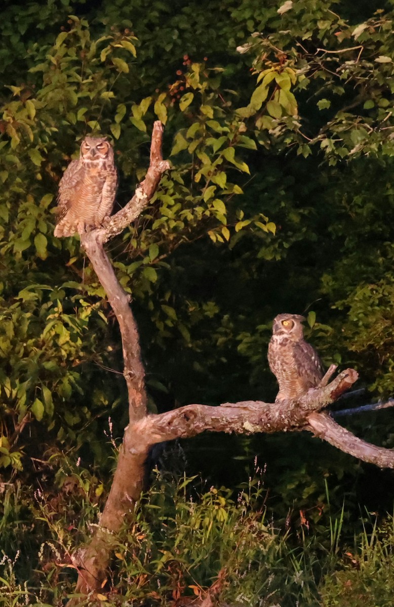 Great Horned Owl - ML642134322
