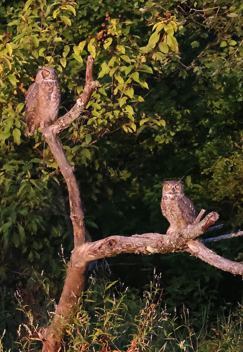 Great Horned Owl - ML642134323