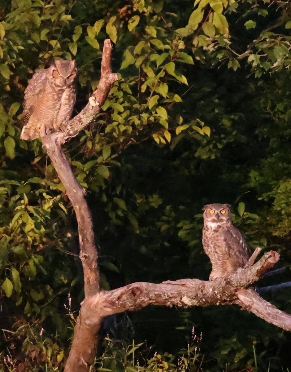 Great Horned Owl - ML642134324