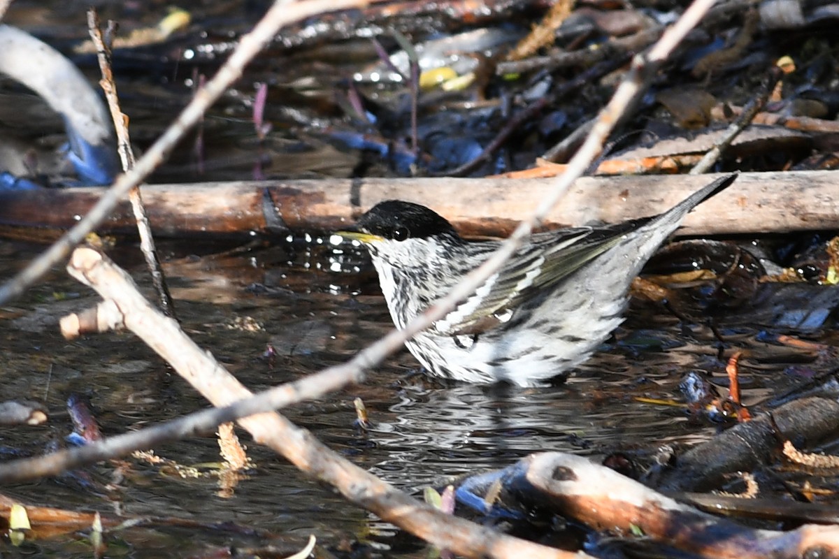 Пісняр-лісовик білощокий - ML642134326