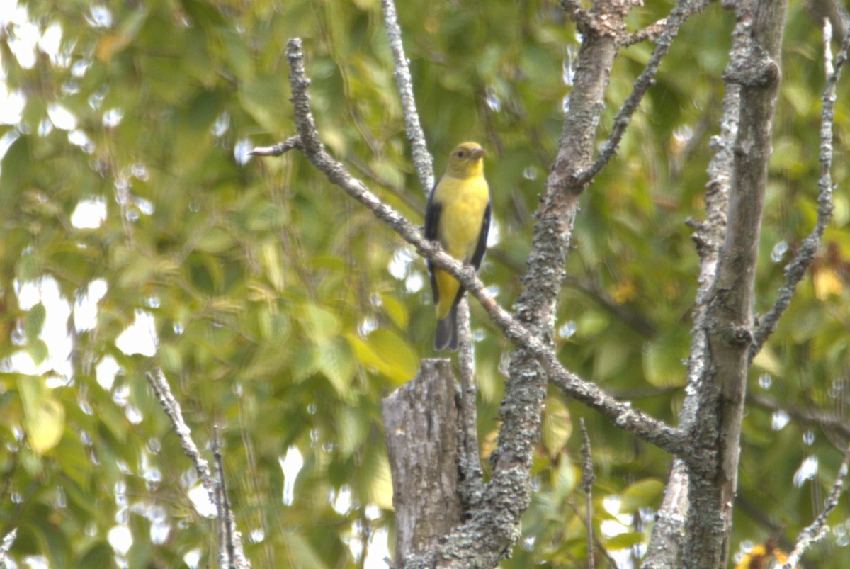 Scarlet Tanager - ML642134338