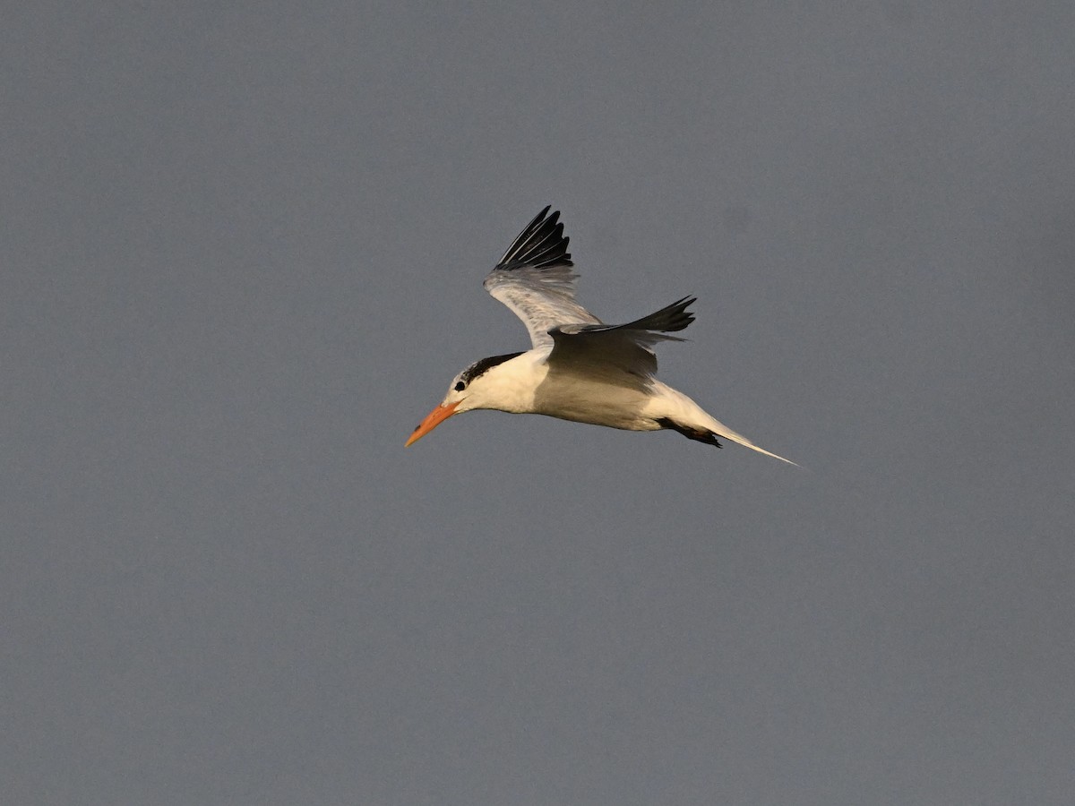 Royal Tern - ML642134339