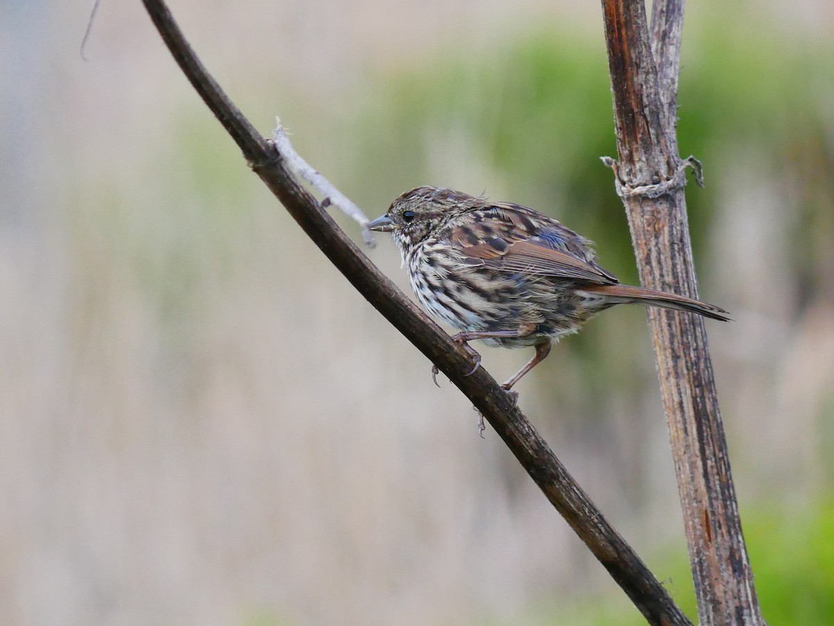 Song Sparrow - ML642134340