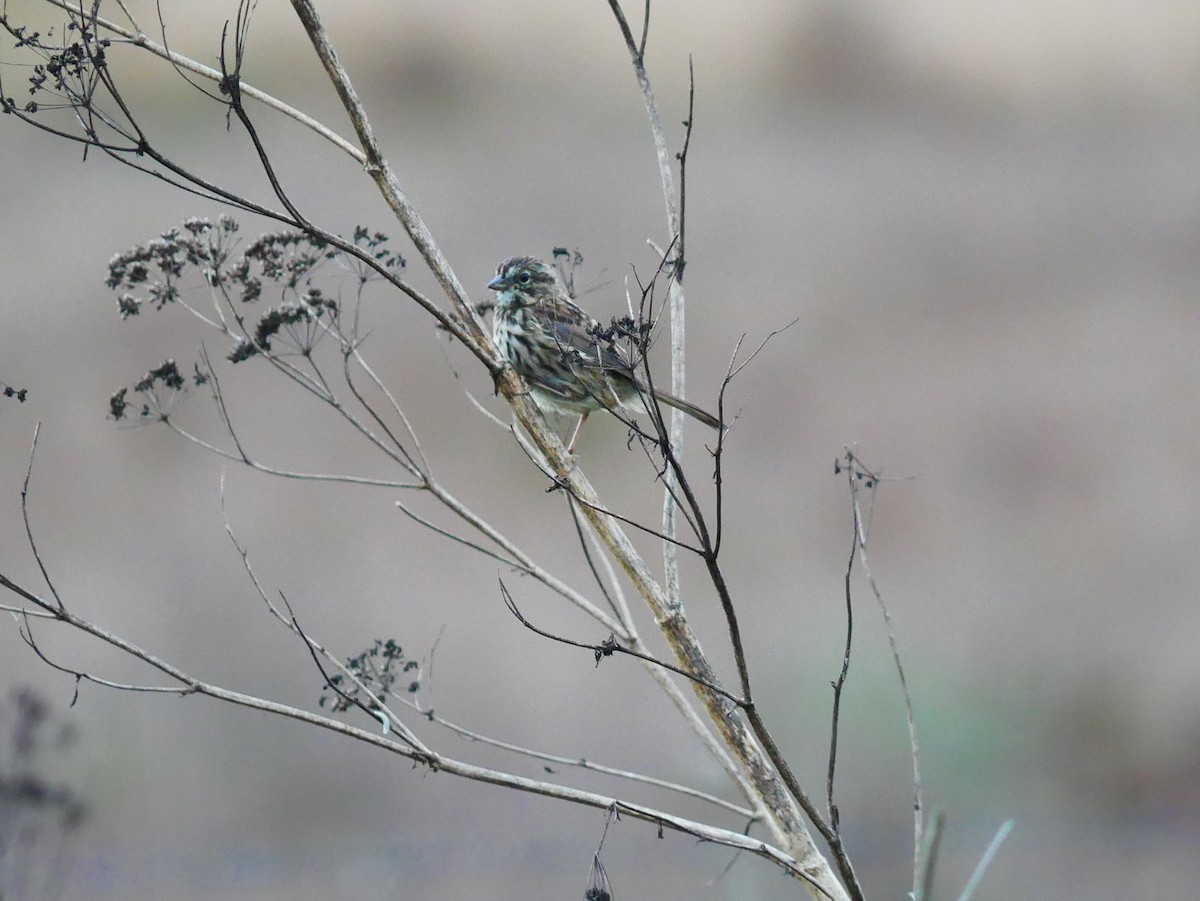 Song Sparrow - ML642134341