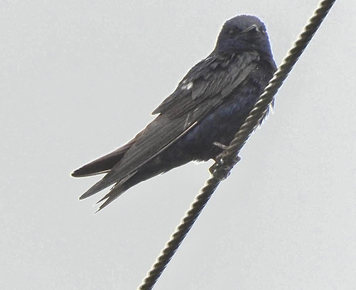 Purple Martin - ML642134343
