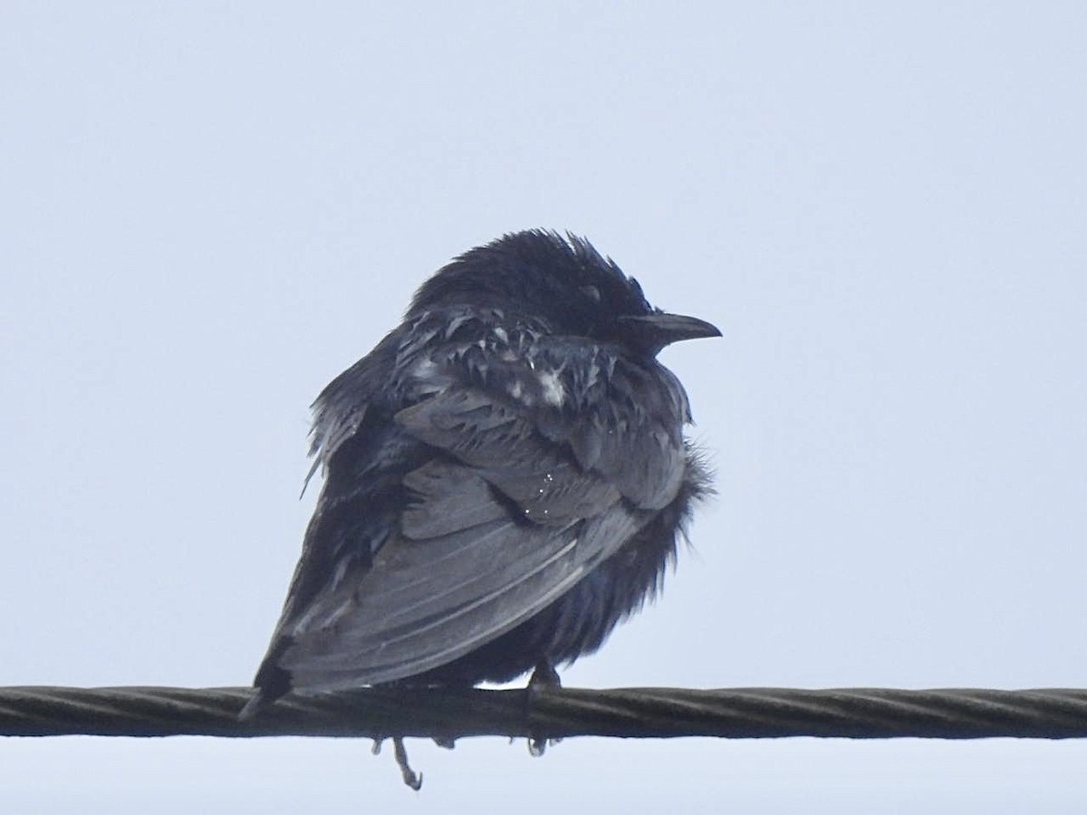 Purple Martin - ML642134344