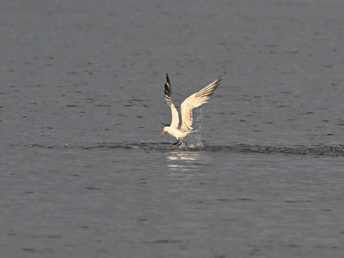 Royal Tern - ML642134345