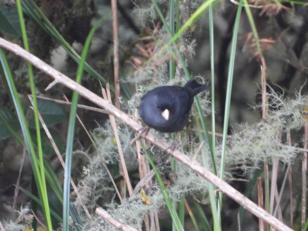 Paramo Seedeater - ML642134346