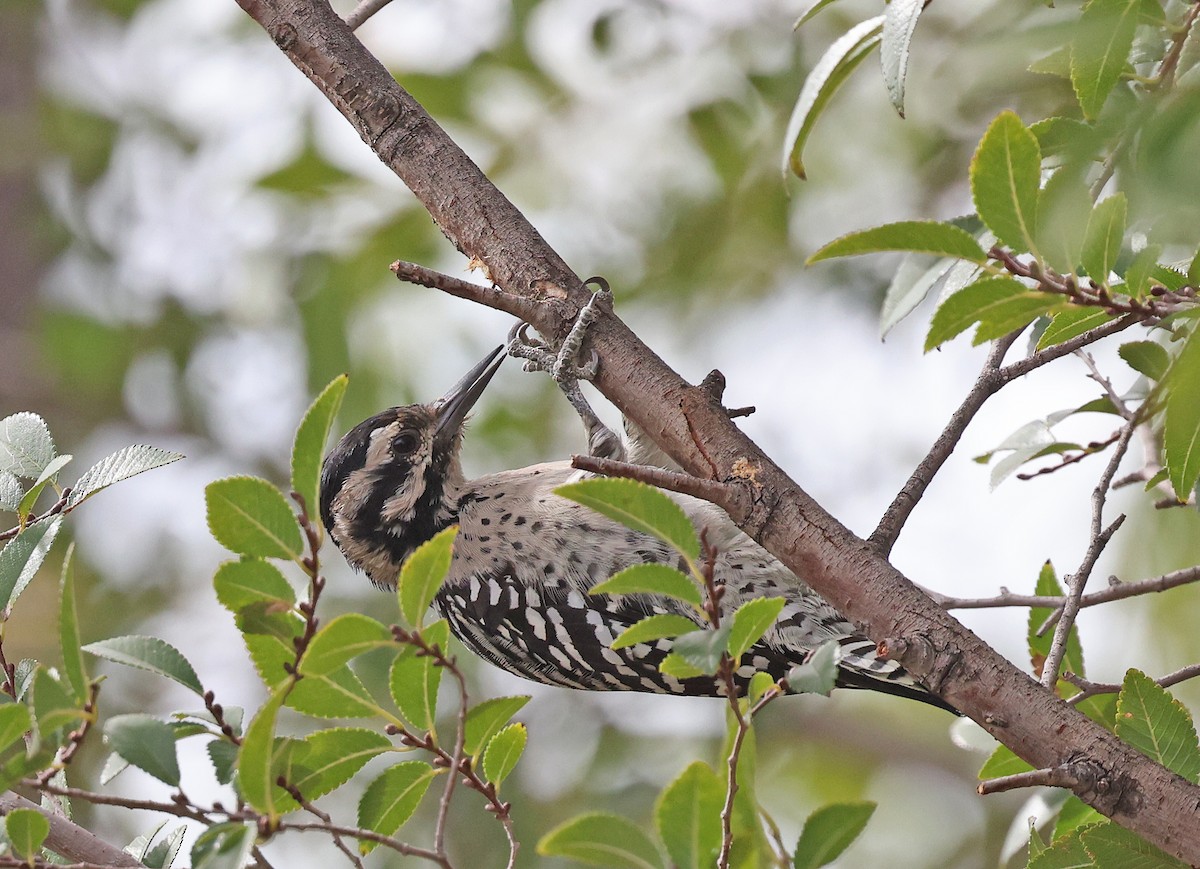 Ladder-backed Woodpecker - ML642134347