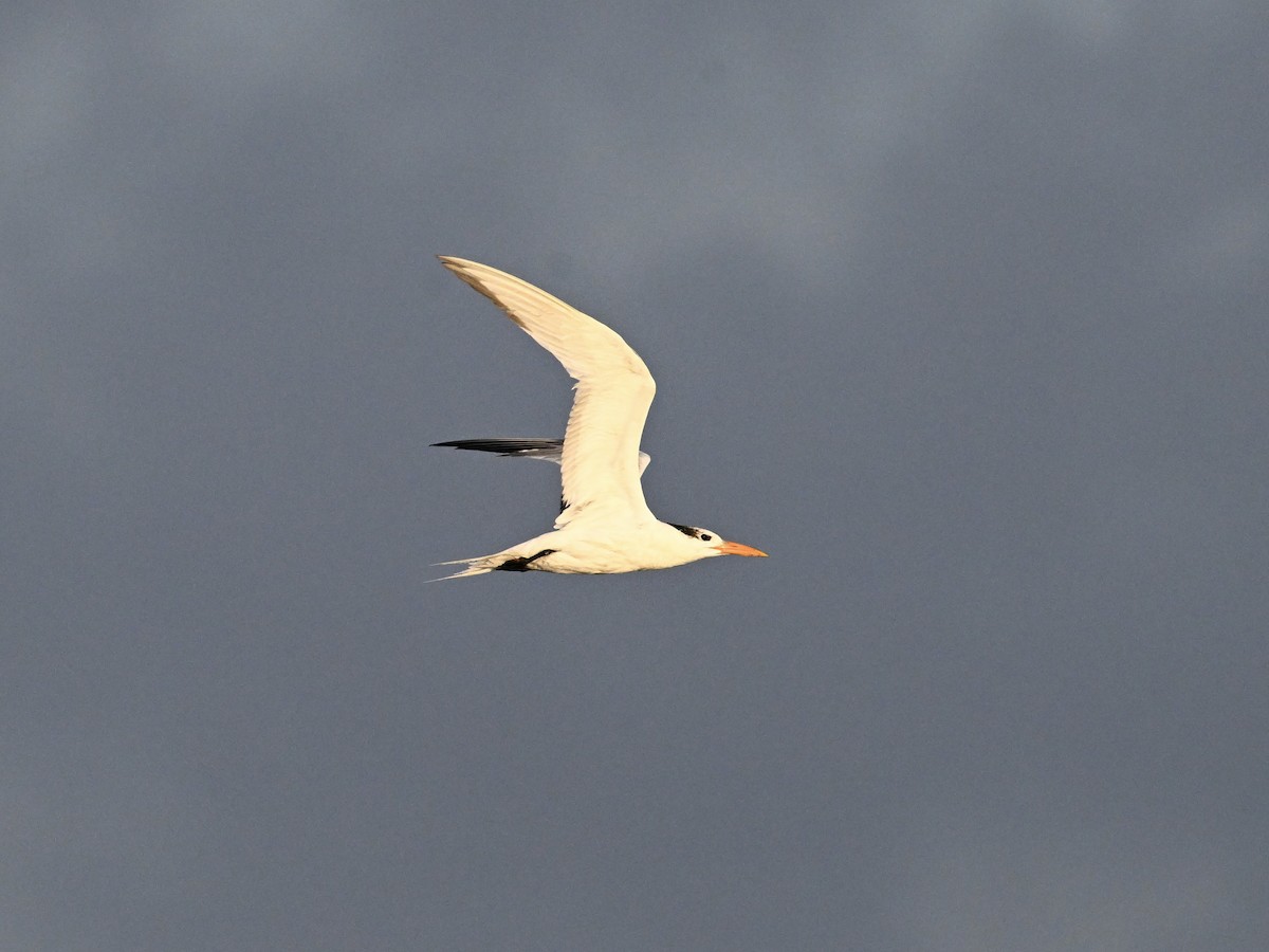 Royal Tern - ML642134352