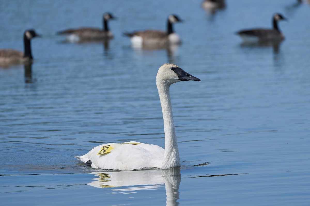Trumpeter Swan - ML642134353