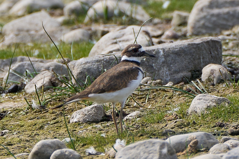 Killdeer - ML642134356