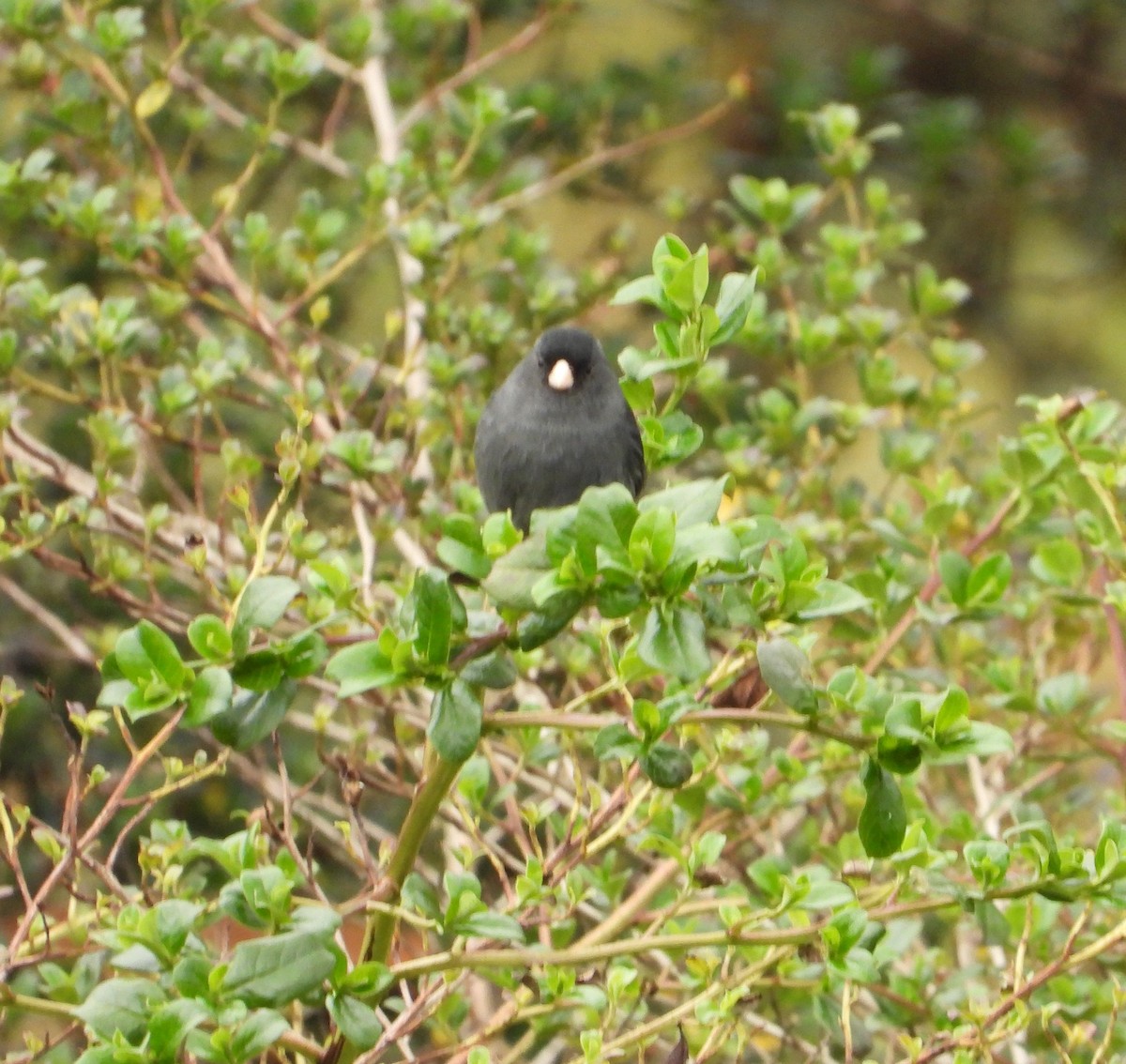 Paramo Seedeater - ML642134357
