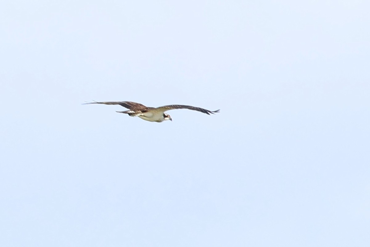 Falco pescatore - ML642134358
