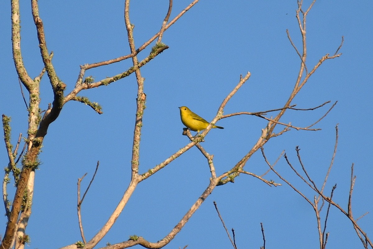 Yellow Warbler - ML642134385