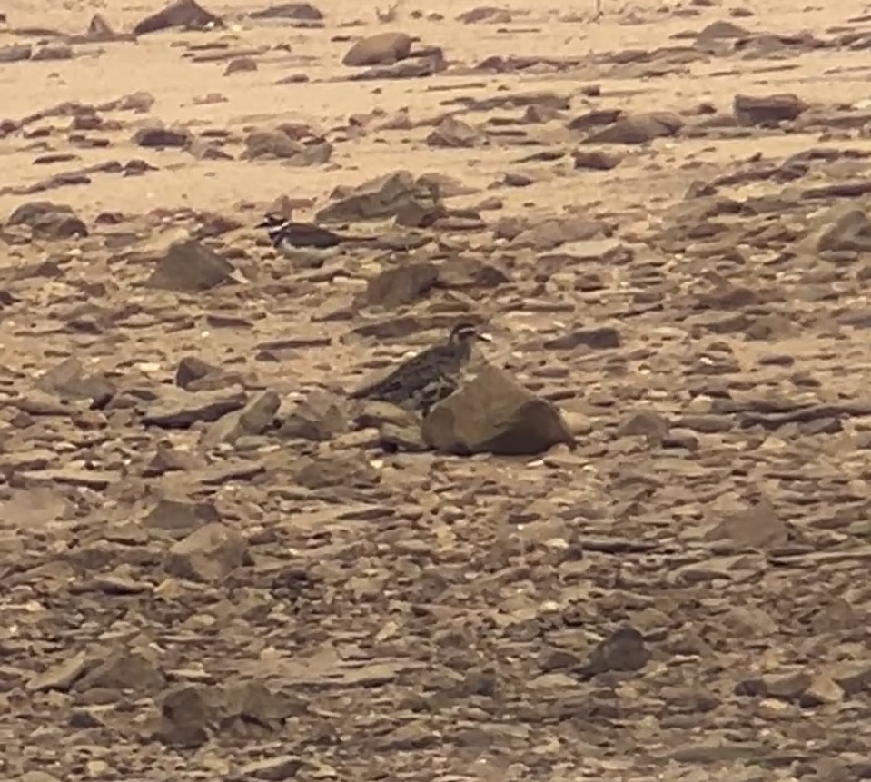 American Golden-Plover - ML642134386