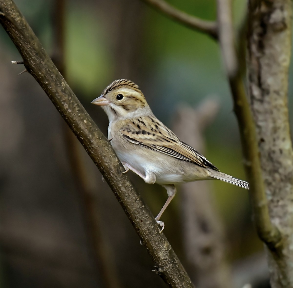 Clay-colored Sparrow - ML642134400