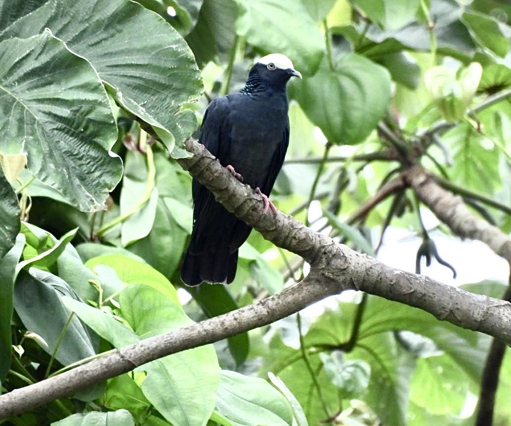 White-crowned Pigeon - ML642134401