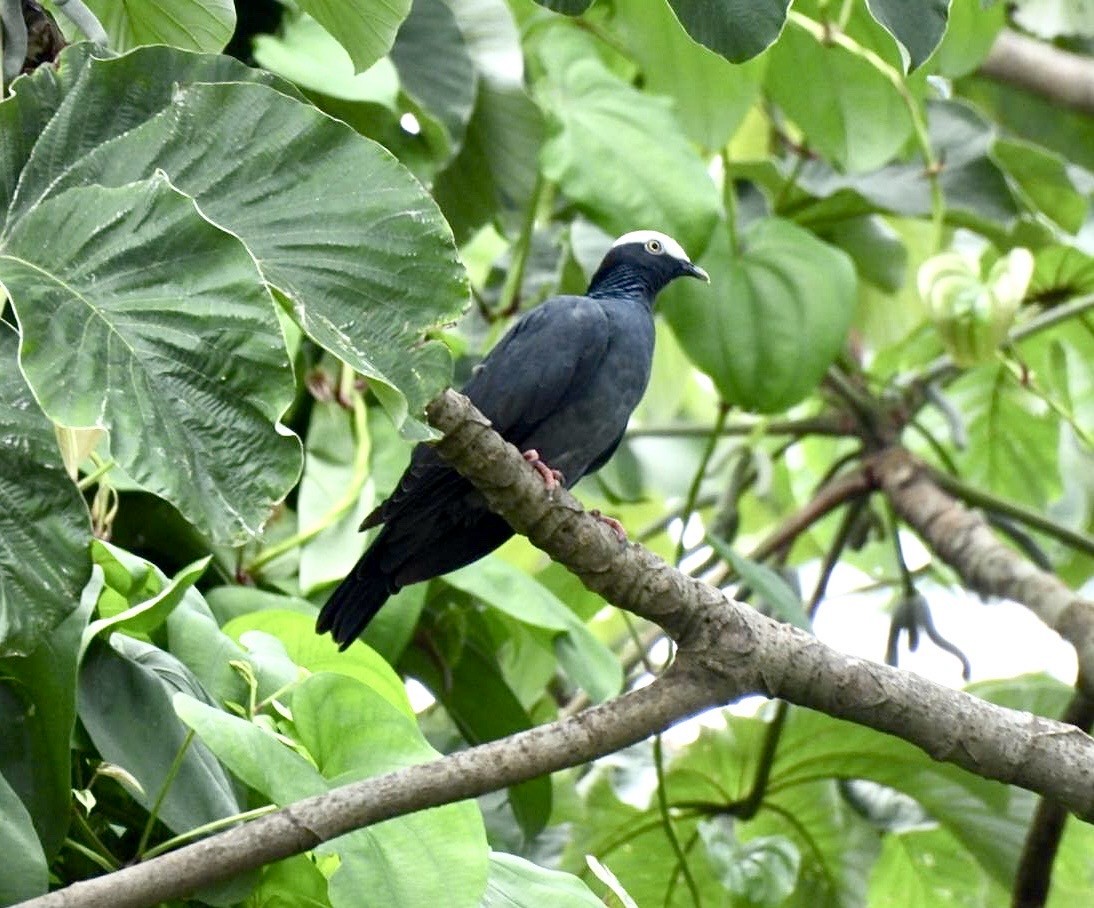 White-crowned Pigeon - ML642134402