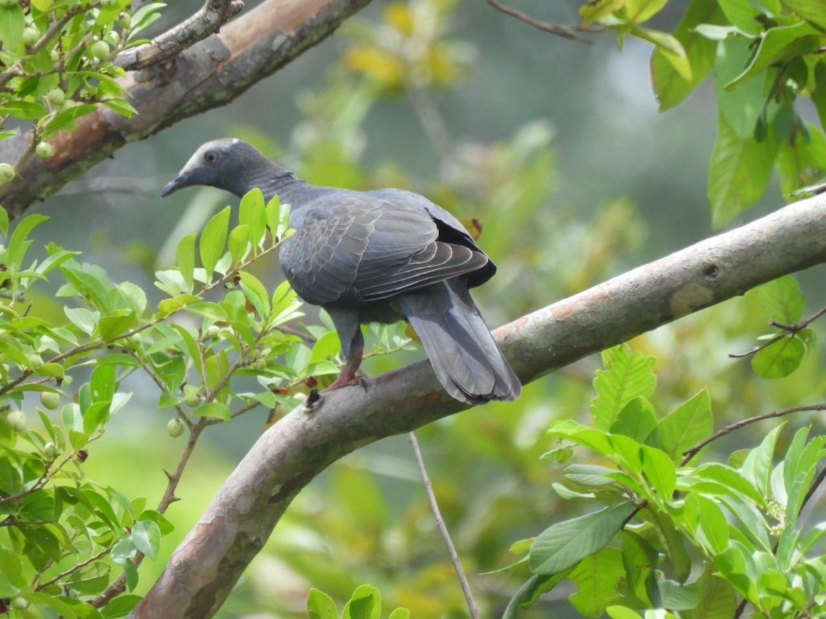 White-crowned Pigeon - ML642134403