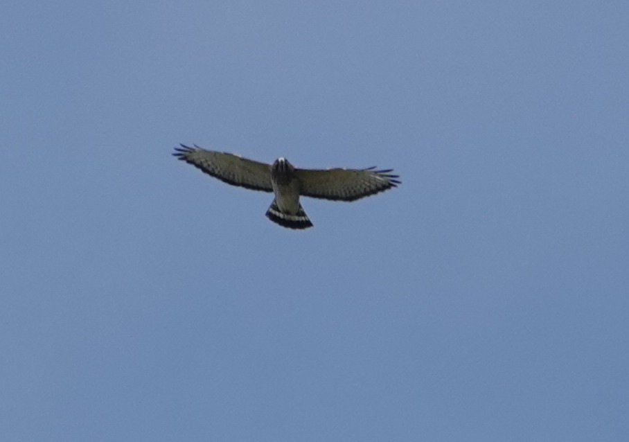 Broad-winged Hawk - ML642134404