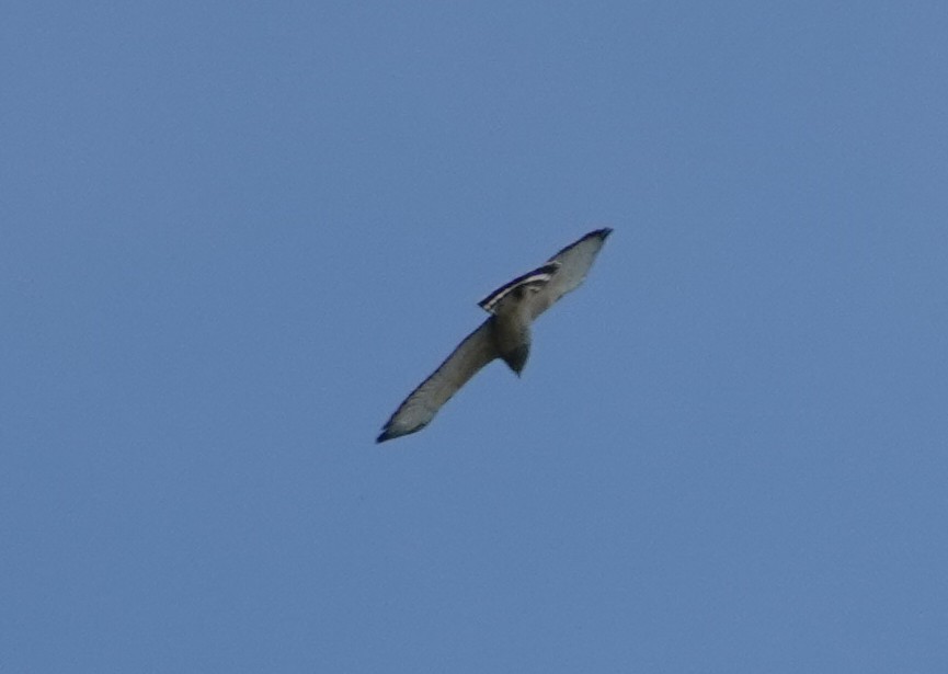 Broad-winged Hawk - ML642134405