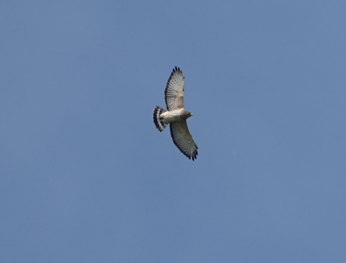 Broad-winged Hawk - ML642134406